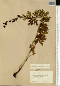 Aconitum ×berdaui subsp. berdaui, Восточная Европа, Западно-Украинский район (E13) (Украина)