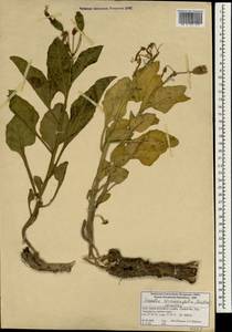Anisodus luridus Link, Зарубежная Азия (ASIA) (Индия)