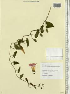 Calystegia sepium subsp. americana (Sims) Brummitt, Восточная Европа, Средневолжский район (E8) (Россия)
