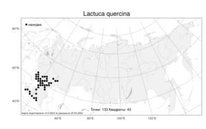 Lactuca quercina, Латук дубравный L., Атлас флоры России (FLORUS) (Россия)