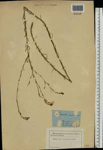 Лен австрийский L., Восточная Европа, Южно-Украинский район (E12) (Украина)