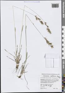 Helictochloa hookeri (Scribn.) Romero Zarco, Сибирь, Прибайкалье и Забайкалье (S4) (Россия)