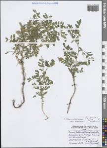 Нут бараний L., Восточная Европа, Средневолжский район (E8) (Россия)