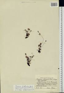 Drosera ×obovata Mert. & W. D. J. Koch, Восточная Европа, Северный район (E1) (Россия)