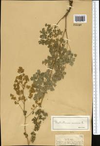 Bасилисник малый L., Средняя Азия и Казахстан, Джунгарский Алатау и Тарбагатай (M5) (Казахстан)