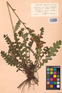 Мытник скипетровидный L., Восточная Европа, Московская область и Москва (E4a) (Россия)