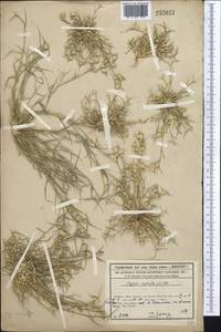 Sporobolus aculeatus (L.) P.M.Peterson, Средняя Азия и Казахстан, Сырдарьинские пустыни и Кызылкумы (M7) (Казахстан)