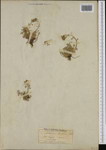 Artemisia mutellina S. G. Gmel., Западная Европа (EUR) (Швейцария)