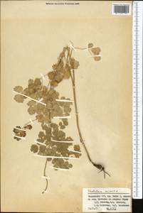 Bасилисник малый L., Средняя Азия и Казахстан, Памир и Памиро-Алай (M2) (Таджикистан)