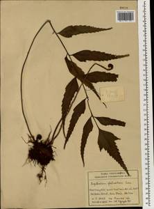 Asplenium aethiopicum subsp. aethiopicum, Зарубежная Азия (ASIA) (Вьетнам)