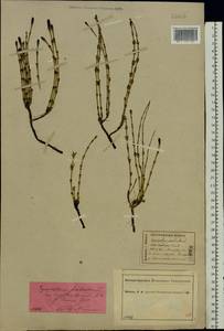 Хвощ болотный L., Восточная Европа, Центральный лесной район (E5) (Россия)