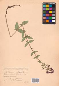 MHA 0 156 702, Душица обыкновенная L., Восточная Европа, Нижневолжский район (E9) (Россия)