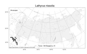 Lathyrus nissolia, Чина злаколистная L., Атлас флоры России (FLORUS) (Россия)