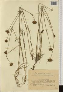 Dianthus pontederae A. Kerner, Западная Европа (EUR) (Словакия)