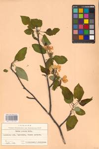 Яблоня лесная Mill., Восточная Европа, Западно-Украинский район (E13) (Украина)