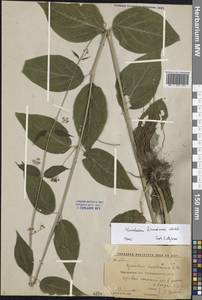 Ластовень ласточкин Medik., Восточная Европа, Центральный лесостепной район (E6) (Россия)