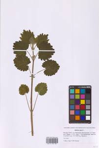 Белокудренник черный L., Восточная Европа, Московская область и Москва (E4a) (Россия)