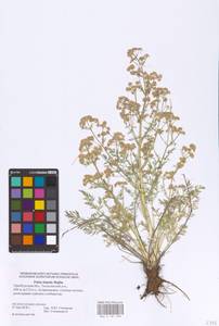 Триния щетинисто-волосистая, Триния щетинистоволосая Hoffm., Восточная Европа, Восточный район (E10) (Россия)