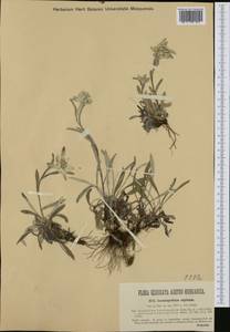 Leontopodium nivale subsp. alpinum (Cass.) Greuter, Западная Европа (EUR) (Австрия)