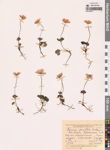 Ветреница мелкоцветковая Michx., Сибирь, Чукотка и Камчатка (S7) (Россия)