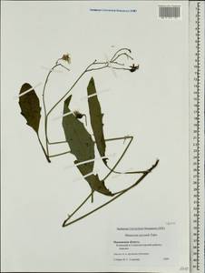 Hieracium lachenalii subsp. deductum (Sudre) Greuter, Восточная Европа, Московская область и Москва (E4a) (Россия)