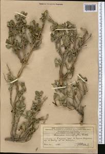 Жимолость мелколистная Willd. ex Roem. & Schult., Средняя Азия и Казахстан, Западный Тянь-Шань и Каратау (M3) (Казахстан)