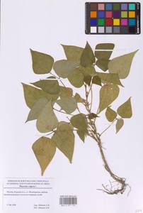 Чина весенняя (L.) Bernh., Восточная Европа, Московская область и Москва (E4a) (Россия)