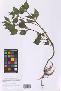 Галинзога четырехлучевая Ruiz & Pav., Восточная Европа, Московская область и Москва (E4a) (Россия)