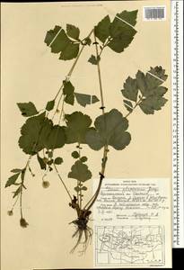 Гравилат аллепский Jacq., Монголия (MONG) (Монголия)