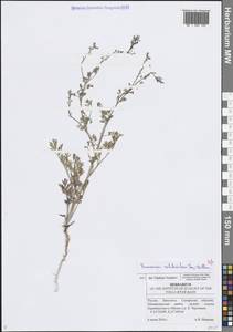 Дымянка Шлейхера Soy.-Will., Восточная Европа, Средневолжский район (E8) (Россия)