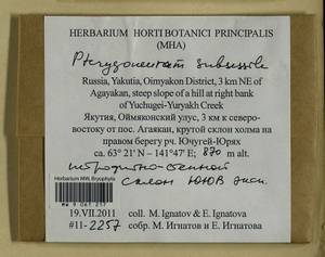 Pterygoneurum subsessile (Brid.) Jur., Гербарий мохообразных, Мхи - Якутия (B19) (Россия)