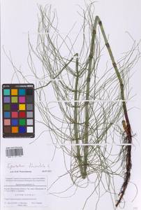 Хвощ приречный, Хвощ топяной L., Восточная Европа, Московская область и Москва (E4a) (Россия)
