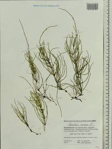 Хвощ полевой L., Восточная Европа, Северный район (E1) (Россия)