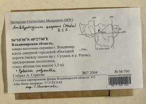 Amblystegium serpens (Hedw.) Schimp., Гербарий мохообразных, Мхи - Центральное Нечерноземье (B6) (Россия)