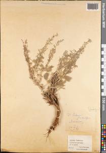 Artemisia glanduligera Krasch. ex Poljakov, Средняя Азия и Казахстан, Западный Тянь-Шань и Каратау (M3) (Таджикистан)