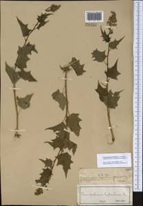 Марь гибридная (L.) S. Fuentes, Uotila & Borsch, Средняя Азия и Казахстан, Муюнкумы, Прибалхашье и Бетпак-Дала (M9) (Казахстан)