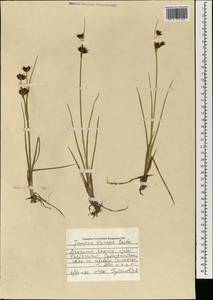 Juncus castaneus subsp. triceps (Rostk.) Novikov, Монголия (MONG) (Монголия)