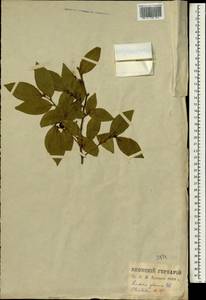 Lindera glauca (Sieb. & Zucc.) Bl., Зарубежная Азия (ASIA) (Япония)