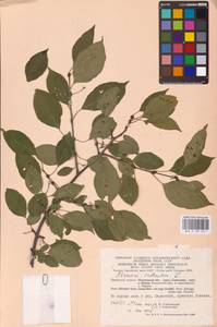 Жестер слабительный, Крушина слабительная L., Восточная Европа, Центральный район (E4) (Россия)