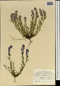 Истод хохлатый, Монголия (MONG) (Монголия)