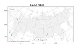 Laurus nobilis, Лавр благородный L., Атлас флоры России (FLORUS) (Россия)