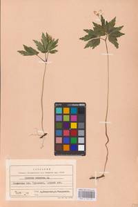 Ветренца дубравная L., Восточная Европа, Западно-Украинский район (E13) (Украина)