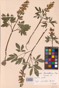 Хохлатка полая (L.) Schweigg. & Körte, Восточная Европа, Центральный район (E4) (Россия)