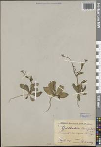 Гольдбахия гладкая (M.Bieb.) DC., Средняя Азия и Казахстан, Западный Тянь-Шань и Каратау (M3) (Узбекистан)