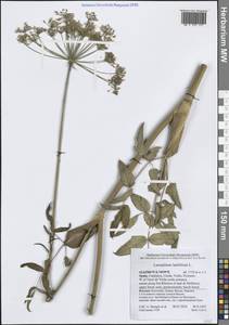 Гладыш широколистный L., Западная Европа (EUR) (Испания)