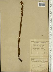 Заразиха белая Steph. ex Willd., Восточная Европа, Центральный лесостепной район (E6) (Россия)