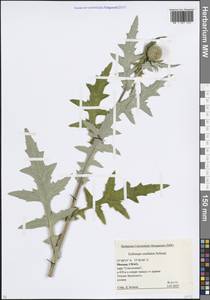 Мордовник возвышенный Schrad., Восточная Европа, Московская область и Москва (E4a) (Россия)