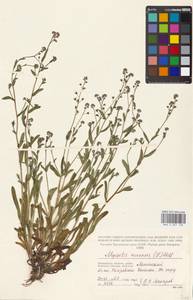 Незабудка полевая (L.) Hill, Восточная Европа, Московская область и Москва (E4a) (Россия)