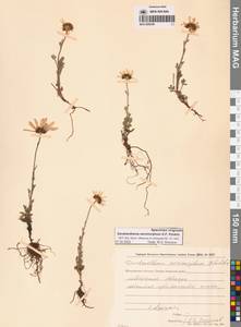 Chrysanthemum zawadzkii subsp. peleiolepis (Trautv.) Zuev, Сибирь, Чукотка и Камчатка (S7) (Россия)