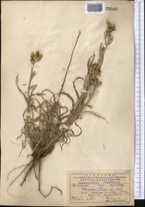 Кузиния ложномягкая C. Winkl., Средняя Азия и Казахстан, Западный Тянь-Шань и Каратау (M3) (Казахстан)